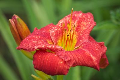 Close-up of day lily blooming outdoors