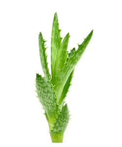 Close-up of fresh green plant against white background