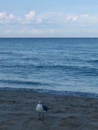 Seagull on a beach