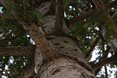 Low angle view of tree trunk in forest
