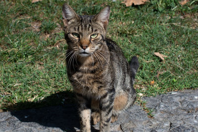 Portrait of cat sitting on field