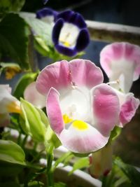 Close-up of pink flowers