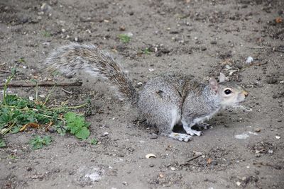 Close-up of squirrel on field