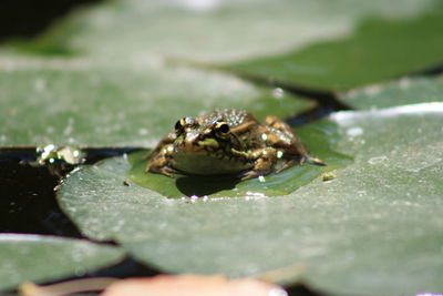 Close-up of frog on leaf