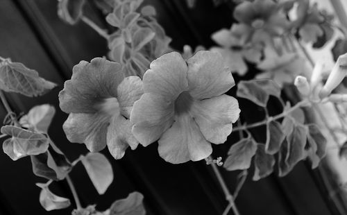 Close-up of purple flowers