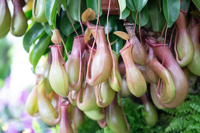 Close-up of red chili peppers on plant