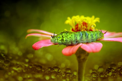 Close-up of green caterpillar pollinating on flower