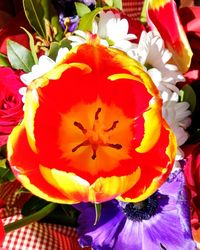 Close-up of orange flowers