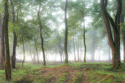 Trees in forest