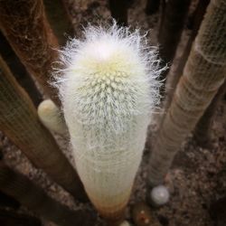 Close-up of flower