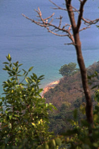 Trees growing by sea against sky