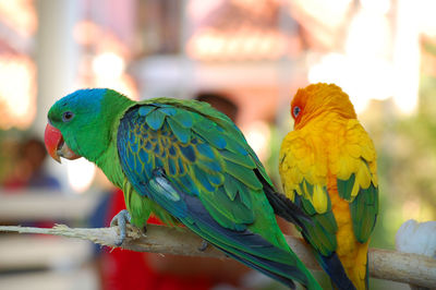 Close-up of parrot perching on branch