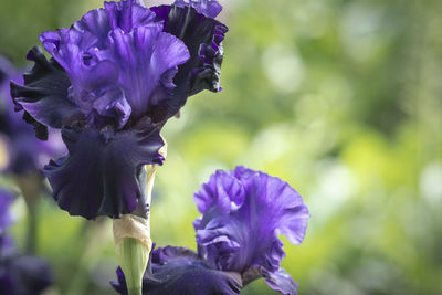 Close-up of purple flowers blooming outdoors