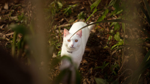 Portrait of a cat lying on field
