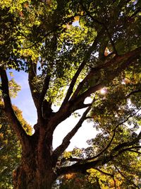 Low angle view of tree against sky