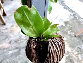 High angle view of potted plant