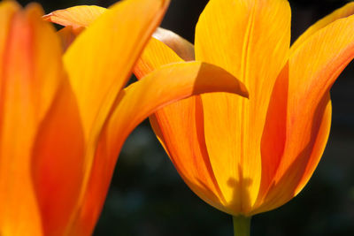 Close-up of orange flowering plant