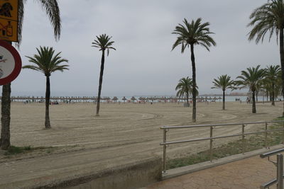 Palm trees on beach against sky