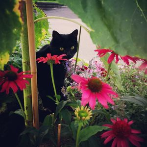 Black cat with pink flower