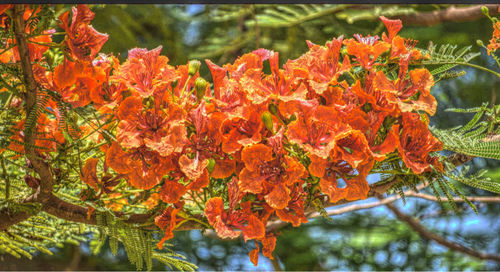 flowering plant