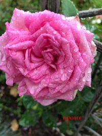 Close-up of wet pink rose blooming outdoors