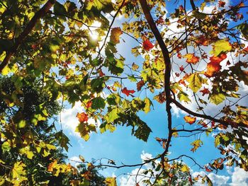 Low angle view of tree against sky