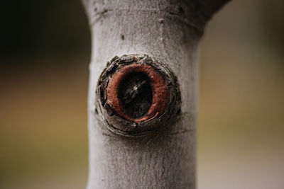 Macro tree knot