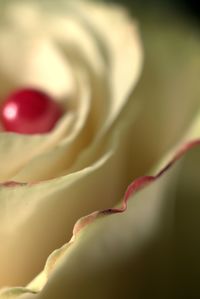 Close-up of flower