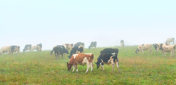 Horses grazing in a field