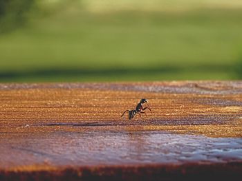 Close-up of ant on table