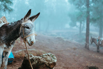 Donkey standing sideways near the pine forest on early misty morning ready to work