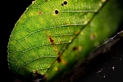 Close-up of water drops on leaves