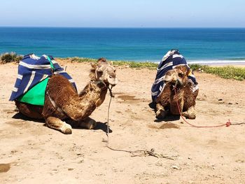 View of crab on beach