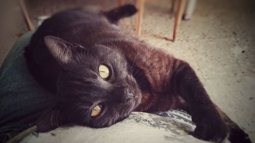 Close-up portrait of black cat lying down