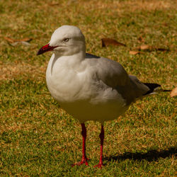 Close-up of seagull perching on a field