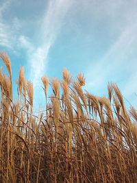 Low angle view of wheat field against sky