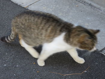 Cat on street