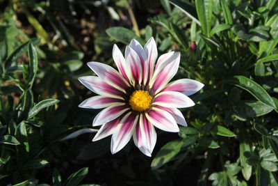 Close-up of pink flower against plants