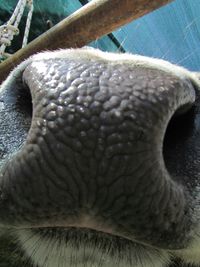 Close-up of animal eye