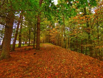 Trees in forest during autumn