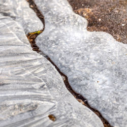 Close-up of frozen plant