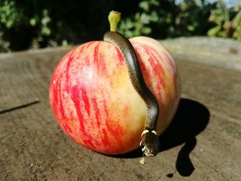 Close-up of apple