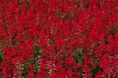 Full frame shot of red flowering plants