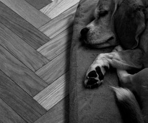 High angle view of dog relaxing on hardwood floor