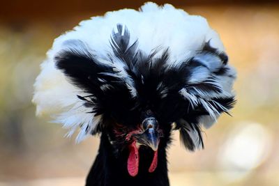 Close-up of a bird