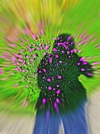 Close-up of flower blooming outdoors