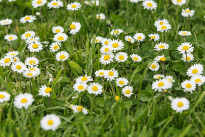 Close-up of daisies blooming in field