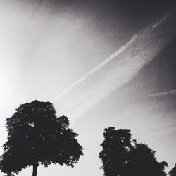 Low angle view of trees against sky