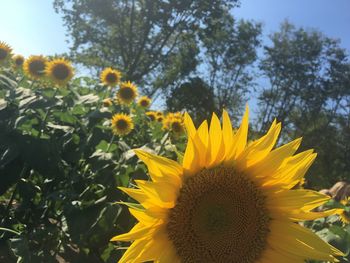 Close-up of yellow sunflower blooming outdoors