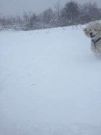 Dog on snow covered landscape